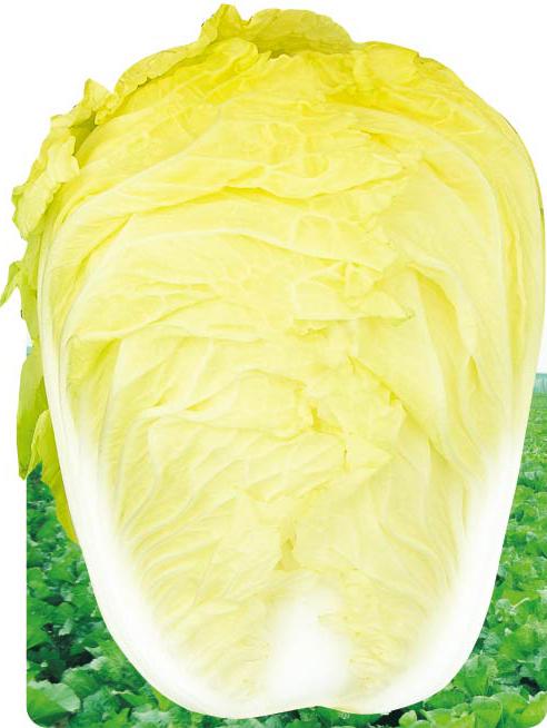 正旺达三号——白菜 正旺达三号——白菜